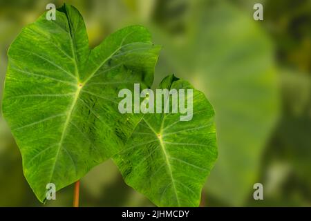 Les feuilles en forme de coeur de la plante de Taro sont vertes, ont une surface lisse et hydrofuge, isolé sur un fond flou Banque D'Images