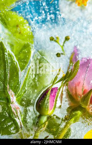 Fond coloré de fleurs d'été et de roses dans l'eau gelée avec des bulles Banque D'Images