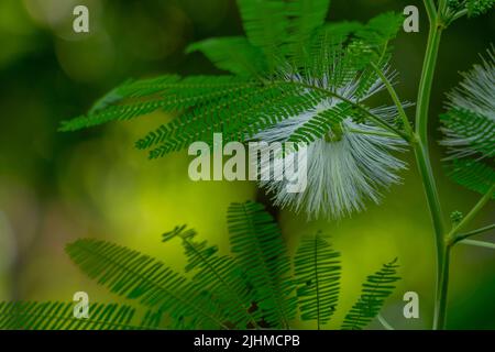 Plante de fleur de Mimosa en fleur, la fleur est sous forme de longues fibres blanches, isolées sur un fond flou Banque D'Images