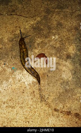 La limace s'rampera sur la surface en béton. La limace mange de la nourriture pour chiens. Soirée d'été après la pluie. Banque D'Images