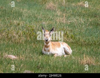 Pronghorn ou Antelope dans le parc national de Custer, dans le Dakota du Sud des États-Unis Banque D'Images