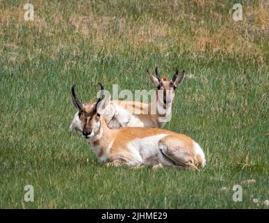Pronghorn ou Antelope dans le parc national de Custer, dans le Dakota du Sud des États-Unis Banque D'Images