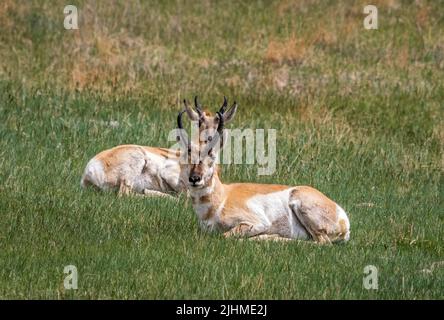 Pronghorn ou Antelope dans le parc national de Custer, dans le Dakota du Sud des États-Unis Banque D'Images