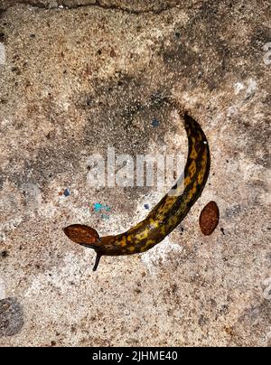 La limace s'rampera sur la surface en béton. La limace mange de la nourriture pour chiens. Soirée d'été après la pluie. Banque D'Images