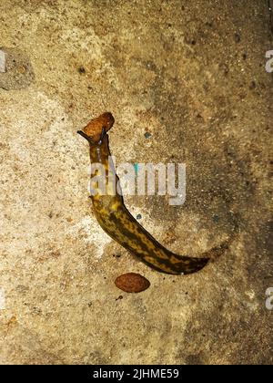 La limace s'rampera sur la surface en béton. La limace mange de la nourriture pour chiens. Soirée d'été après la pluie. Banque D'Images