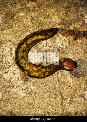 La limace s'rampera sur la surface en béton. La limace mange de la nourriture pour chiens. Soirée d'été après la pluie. Banque D'Images