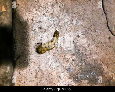 La limace s'rampera sur la surface en béton. La limace mange de la nourriture pour chiens. Soirée d'été après la pluie. Banque D'Images