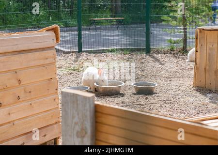 plusieurs lapins se trouvent dans une cage dans une maison Banque D'Images