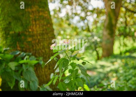 Des arbres inhabituels poussent dans le jardin botanique de Batumi Banque D'Images