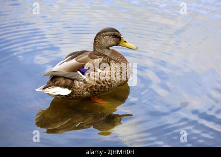 Canard colvert reposant sur un lac dans un parc d'été. Canard femelle avec reflet du ciel dans l'eau bleue Banque D'Images