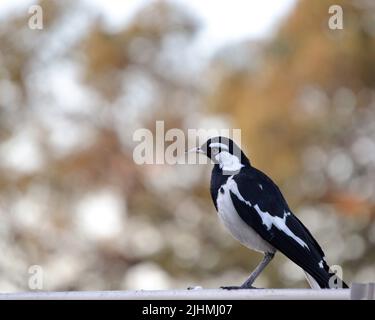Magpie-lark (Grallina cyanoleuca) sur Fence Banque D'Images