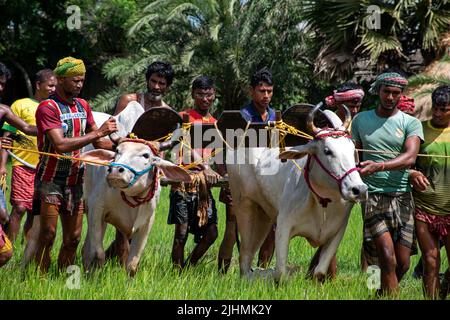 17 juillet 2022, Canning, Bengale occidental, Inde: Pour la bonne santé du taureau et la nouvelle préparation du sol 'moi-chara' a été joué dans la partie rurale de la partie sud du Bengale occidental, plus précisément près de la région de Canning. À Herovanga, c'est l'année 29th pour ce jeu et après deux années de verrouillage ce jeu a été poursuivi. Les participants viennent avec leur propre taureau à partir de 20-60 km en marchant un jour avant la date de l'événement. Ils se reposent pour une seule journée pour la préparation. Avec le début de la mousson et avant la préparation du sol, cet événement est organisé sur le paddy field. Selon les règles du jeu, il y a un sta Banque D'Images