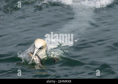 Gannet (Morus bassanus) plongée en mer du Nord Banque D'Images