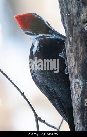 Pic à bois piléé femelle, Dryocopus pileatus, à la recherche de nourriture sur le tronc d'arbre par une journée froide d'hiver Banque D'Images