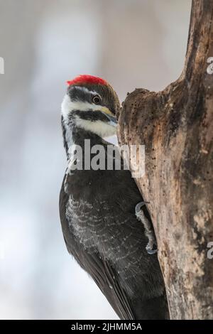 Pic à bois piléé femelle, Dryocopus pileatus, à la recherche de nourriture sur le tronc d'arbre par une journée froide d'hiver Banque D'Images