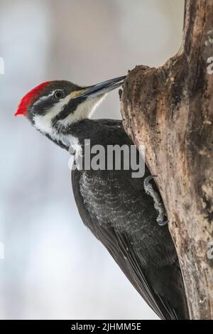 Pic à bois piléé femelle, Dryocopus pileatus, à la recherche de nourriture sur le tronc d'arbre par une journée froide d'hiver Banque D'Images