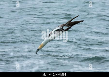 Gannet (Morus bassanus) plongée dans la mer du Nord Banque D'Images