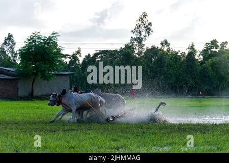 17 juillet 2022, Canning, Bengale occidental, Inde: Pour la bonne santé du taureau et la nouvelle préparation du sol 'moi-chara' a été joué dans la partie rurale de la partie sud du Bengale occidental, plus précisément près de la région de Canning. À Herovanga, c'est l'année 29th pour ce jeu et après deux années de verrouillage ce jeu a été poursuivi. Les participants viennent avec leur propre taureau à partir de 20-60 km en marchant un jour avant la date de l'événement. Ils se reposent pour une seule journée pour la préparation. Avec le début de la mousson et avant la préparation du sol, cet événement est organisé sur le paddy field. Selon les règles du jeu, il y a un sta Banque D'Images