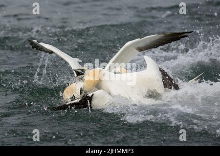 Gannet (Morus bassanus) en nourrissant la frénésie Banque D'Images