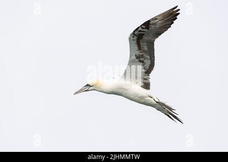 Gannet (Morus bassanus) en vol au-dessus de la mer du Nord Banque D'Images