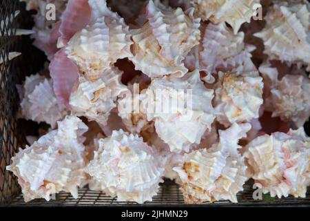 Une grande poubelle ou pile de coquillages dans un magasin touristique dans une ville de plage en été Banque D'Images