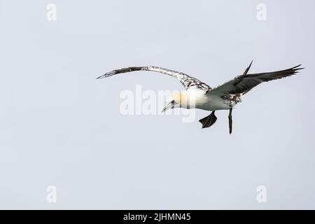 Gannet (Morus bassanus) en vol au-dessus de la mer du Nord Banque D'Images