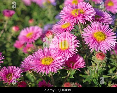 Asters d'automne en fleurs, Symphyotrichum, gros plan Banque D'Images
