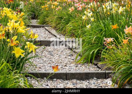 Chemin de gravier dans le jardin menant entre les nénuphars en fleurs, jardin d'été juillet marches fleurs jardin de gravier Banque D'Images
