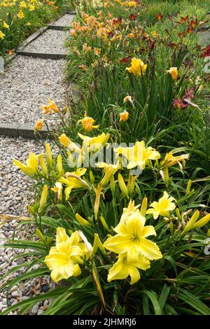Fleurs jaunes de nénuphars bordant le chemin de gravier dans le jardin Banque D'Images