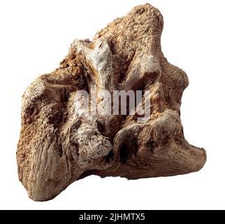 Museau sec d'un conifères, vieux bois de relief abîmé isolé sur un fond blanc. Banque D'Images