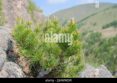 Pins jeunes et verts poussant sur la roche parmi les pierres. Gros plan. Mise au point sélective. Banque D'Images