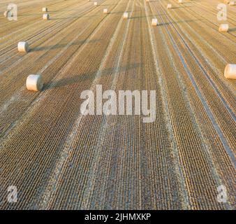 Champs de blé au moment de la récolte Banque D'Images