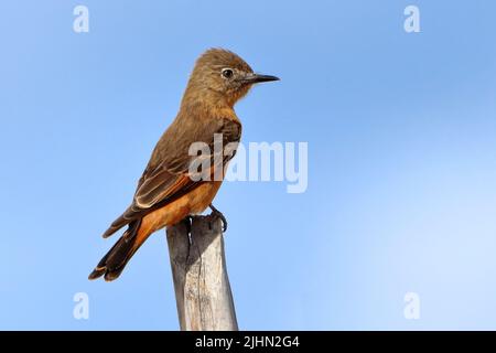 Cliff Flycatcher (Hirundinea ferruginea) isolé, perché sur une bûche au-dessus du ciel bleu Banque D'Images