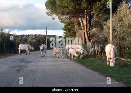 Troupeau de vaches avec jeunes calfs sur une route à Gargano, Italie Banque D'Images