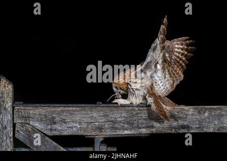 Pris la nuit en utilisant le flash est un hibou tawny qui débarque sur une porte en bois avec sa proie. Les ailes de hiboux sont écartées au fur et à mesure qu'il atterrit Banque D'Images