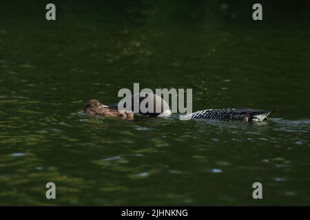 Le huard adulte nourrit la poussin Banque D'Images