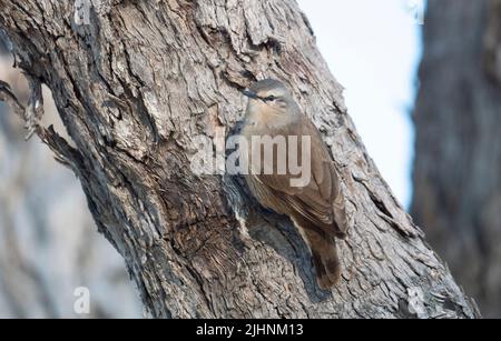 Jacky Winter, Microeca Fascinans, flycathcer perché sur un tronc d'arbre dans l'Outback Queensland Australie. Banque D'Images