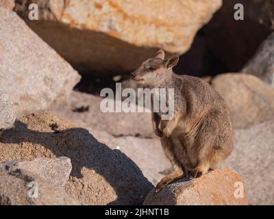 Allied Rock Wallaby, également connu sous le nom de Weasle Rock Wallaby, Petrogale assimilis, à Magnetic Island. Banque D'Images