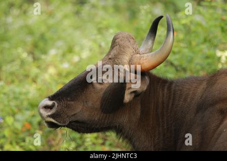 Gaur dans le parc national de Nagarhole, Inde Banque D'Images