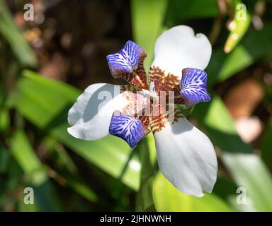 Iris brésilien blanc et violet photographié d'en haut avec des feuilles en dessous. Banque D'Images