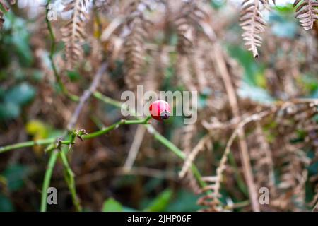 Une seule hanche rose d'automne rouge vif isolée sur un fond vert naturel de fougères séchées Banque D'Images