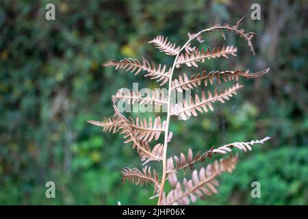 Gros plan d'une feuille de fougères brune et séchée isolée sur un fond vert d'automne naturel Banque D'Images