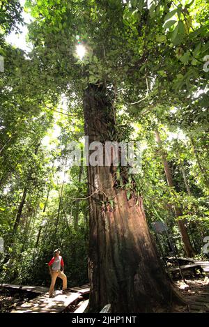 Un garde-forestier de parc national situé sous un arbre géant de l'ironwood de Bornean (Eusideroxylon zwageri) dans la réserve naturelle de Sangkima, Kalimantan oriental, Indonésie. Banque D'Images