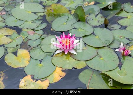 Nymphaea 'Newton'. Nénuphars 'Newton' sur un étang. ROYAUME-UNI Banque D'Images