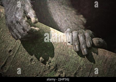 Célébes macaque à crête (Macaca nigra) pieds comme il se détend sur une racine géante d'arbre dans la forêt de Tangkoko, Nord Sulawesi, Indonésie. Banque D'Images