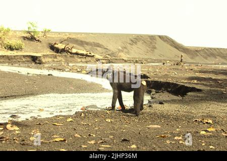 Un macaque Sulawesi à cragoût noir (Macaca nigra) est photographié sur le côté d'un ruisseau car il s'arrête à l'activité de recherche de nourriture près d'une plage dans la forêt de Tangkoko, au nord de Sulawesi, en Indonésie. Selon les scientifiques primates, le singe endémique de Sulawesi passe plus de 60 pour cent de sa journée sur le sol plutôt que sur les arbres. Banque D'Images