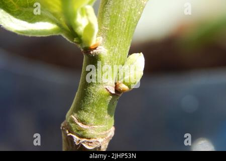 Bouton non ouvert, vert, sur une branche d'arbre. Photo de haute qualité Banque D'Images