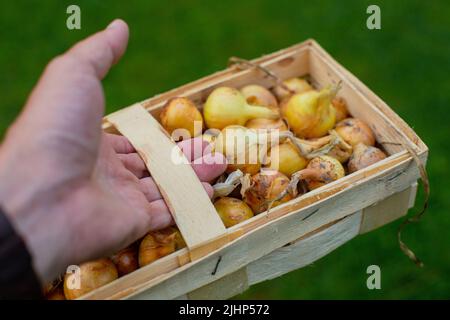 La main tient un panier rectangulaire en osier avec des oignons frais. Il est temps de cueillir des légumes Banque D'Images