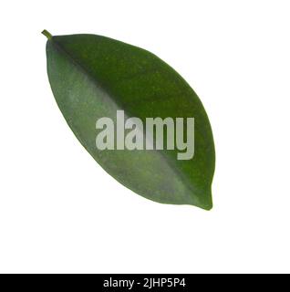 Feuille verte de Ficus microcarpa (Banyan chinois) isolée sur fond blanc. Mise au point sélective Banque D'Images