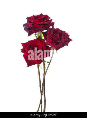 Trois roses rouge foncé isolées sur fond blanc. Mise au point sélective Banque D'Images